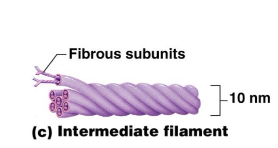 <p></p><p>Protein fibers wound like rope</p><p>Resists pulling forces</p>