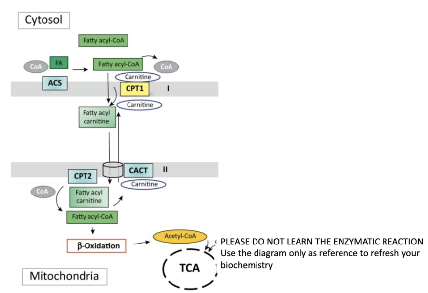 <ul><li><p>The fatty acid oxidation pathway allows for the mitochondrial conversion of fatty acids into numerous products that the cell can further use to generate energy, including acetyl-CoA, NADH and<br>FADH2.</p></li><li><p>Fatty acid oxidation initiates in the cytosol via an enzyme-mediated to generate a fatty acid acyl-CoA. Once Fatty acid acyl-CoA is produced β-oxidation of the long and medium fatty acid acyl-CoA commences in the mitochondria, yielding large amounts of acetyl-CoA, that will be further used in the TCA cycle.</p></li><li><p>β-oxidation is inhibited when high fatty acids synthesis is occurring in a cell.</p></li></ul><p>cytoplasm made to fatty-acyl-CoA (can then pass through the membrane)</p><p>know the steps summarized (above)</p>