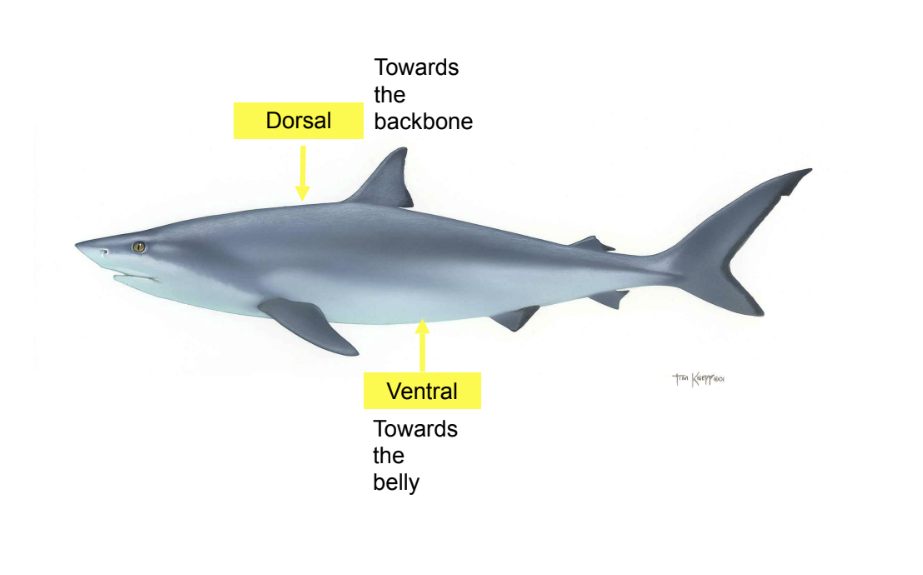 <p>ventral</p>