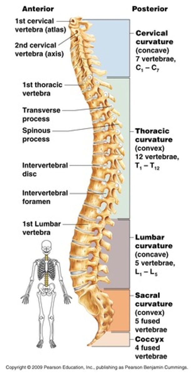 <p>33 total vertebrae:</p><p>7 cervical</p><p>12 thoracic</p><p>5 lumbar</p><p>5 sacral</p><p>3 or 4 coccygeal</p>
