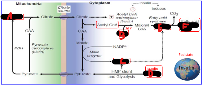 <p>*A (from glycolysis)</p>