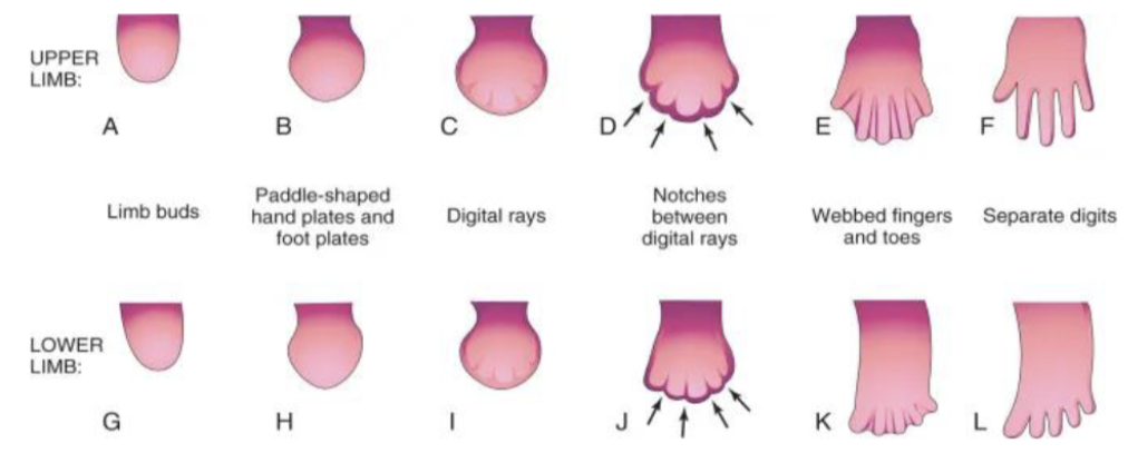 <ul><li><p><span style="background-color: transparent;">Zygote<strong> </strong></span></p><ul><li><p><span style="background-color: transparent;">A fertilized egg that now has 23 chromosomes from the female and 23 from the male. No cell division has occurred</span></p></li></ul></li><li><p><span style="background-color: transparent;">Mitosis </span></p><ul><li><p><span style="background-color: transparent;">CELL DIVISION RESULTING IN TWO IDENTICAL CELLS</span></p></li></ul></li><li><p><span style="background-color: transparent;">Cell migration </span></p><ul><li><p><span style="background-color: transparent;">MOVEMENT OF NEWLY FORMED CELLS AWAY FROM THEIR POINT OF ORIGIN</span></p></li></ul></li><li><p><span style="background-color: transparent;">Cell differentiation </span></p><ul><li><p><span style="background-color: transparent;">Embryonic stem cells can give rise to the >200 possible cell types in the human body</span></p></li><li><p><span style="background-color: transparent;">Cells location (nearby cells) and what genes are switched on influence the destiny of the cell</span></p></li></ul></li><li><p><span style="background-color: transparent;">Apoptosis </span></p><ul><li><p><span style="background-color: transparent;">Programmed cell death </span></p></li><li><p><span style="background-color: transparent;">Cells in between each finger die on a schedule to reveal a hand/foot from the earlier limb plates</span></p></li></ul></li><li><p><span style="background-color: transparent;">Embryo (3-8 weeks)</span></p><ul><li><p><span style="background-color: transparent;">The developing organism from 3-8 weeks. Inner cell mass becomes the embryo and the outer cell mass becomes the amniotic sac and placenta</span></p></li></ul></li><li><p><span style="background-color: transparent;">Mitosis, cell migration, cell differentiation, cell death. By the 4th day the cells arrange themselves into 2 cell masses. After 1 week implantation into uterine wall (< 50% of zygotes)</span></p></li><li><p><span style="background-color: transparent;">Fetus (9 weeks - birth)</span></p><ul><li><p><span style="background-color: transparent;">After lots of growth (cephalocaudal - head to toe) and proximodistal (midline outward), a fetus gets ready for birth</span></p></li><li><p><span style="background-color: transparent;">Neural tube starts to develop into the brain and spinal cord at 4 weeks. External genitalia develop (androgens - penis and testes)</span></p></li></ul></li></ul><p></p>