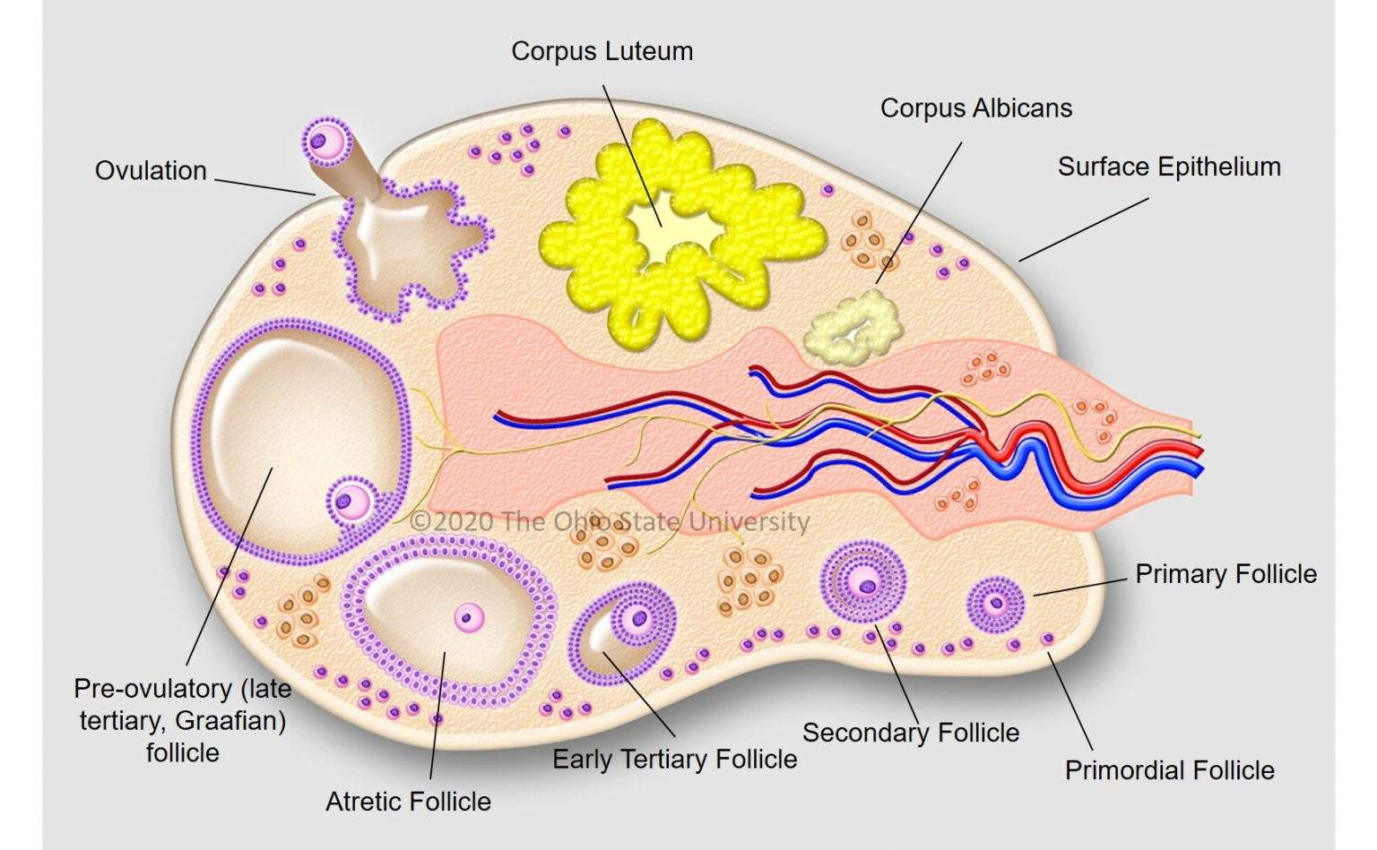 <p>Ovaries </p>