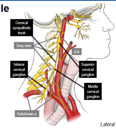 <p>Superior cervical ganglion: source of internal and external carotid nerves</p><p>Middle Cervical: may be absent</p><p>Inferior cervical ganglion: may fuse with first thoracic ganglion to form stellate ganglion</p>