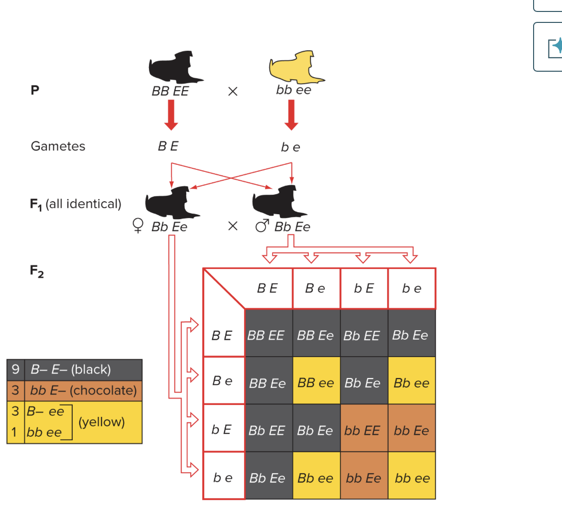 <p>recessive epistasis</p>
