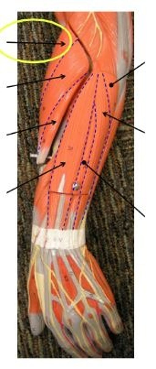 <p>flexes forearm at elbow</p>