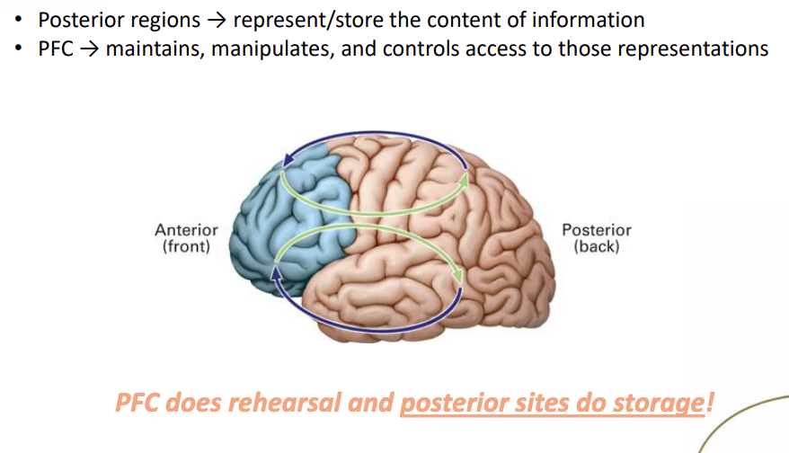 <ul><li><p>The <strong>Prefrontal Cortex</strong> supports the active maintenance, manipulation, and control of information </p></li><li><p>While <strong>posterior brain regions</strong> store the content specific representations </p></li></ul><p></p><ul><li><p>PFC → maintains, manipulates, and controls access to those representations</p></li><li><p>Posterior regions → represent/store the content of information</p></li></ul><p></p><ul><li><p>PFC does rehearsal & posterior sites do storage </p></li></ul><p></p>