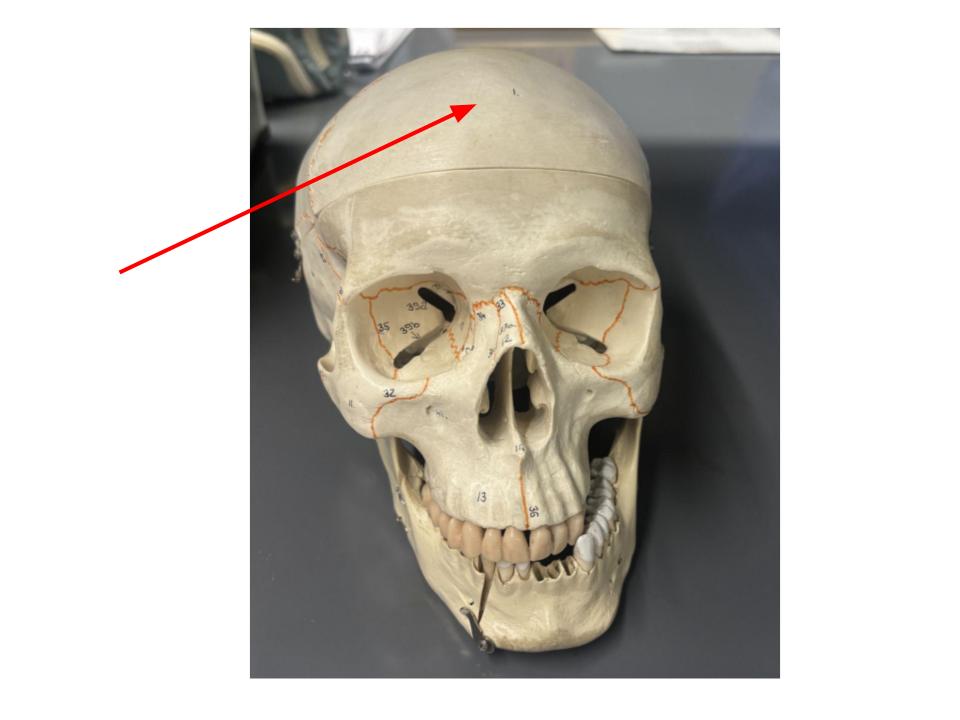 <p>forehead</p>