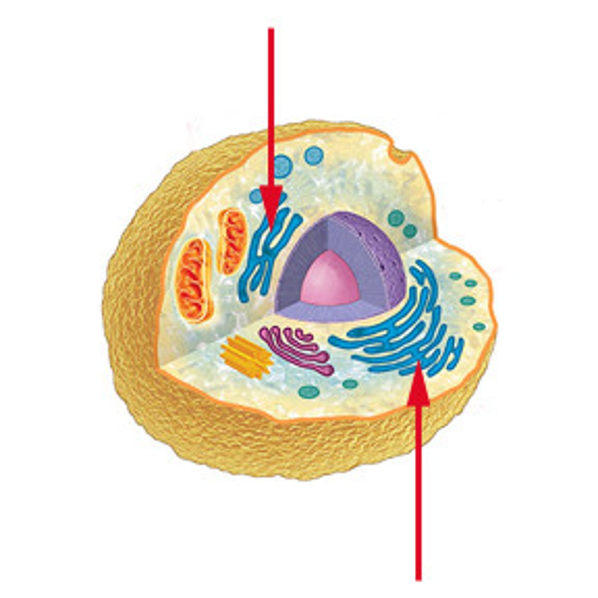 <p>A network of membranes found throughout the cytoplasm of cells, which are involved in processing proteins (Rough ER) and lipids (Smooth ER).</p>