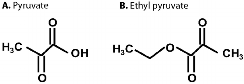 <p>Pyruvate</p><ul><li><p><span>a central hub in metabolism, serving as the final product of glycolysis and a crucial branch point for energy production or biosynthesis</span></p></li></ul><p></p>