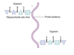 <p>- in the sugar, bacteria A knocks off the triangle, B knocks off the star and they work together to break it off of the protein backbone</p>