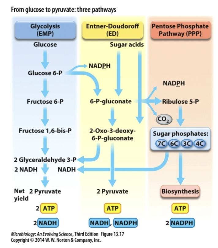 <ol><li><p>Glycolysis </p></li><li><p>Entner-Doudoroff (ED)</p></li><li><p>Pentose Phosphate Pathway (PPP) </p></li></ol><p></p>