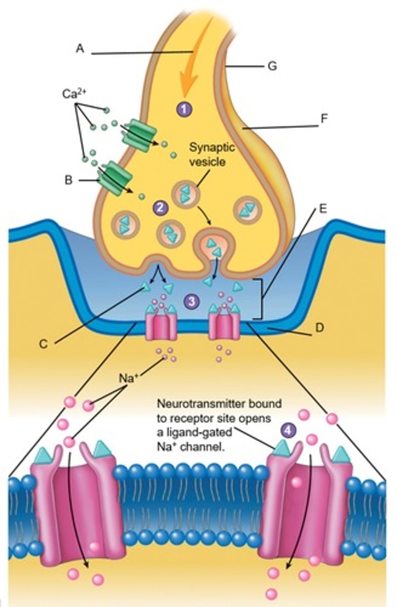 knowt flashcard image