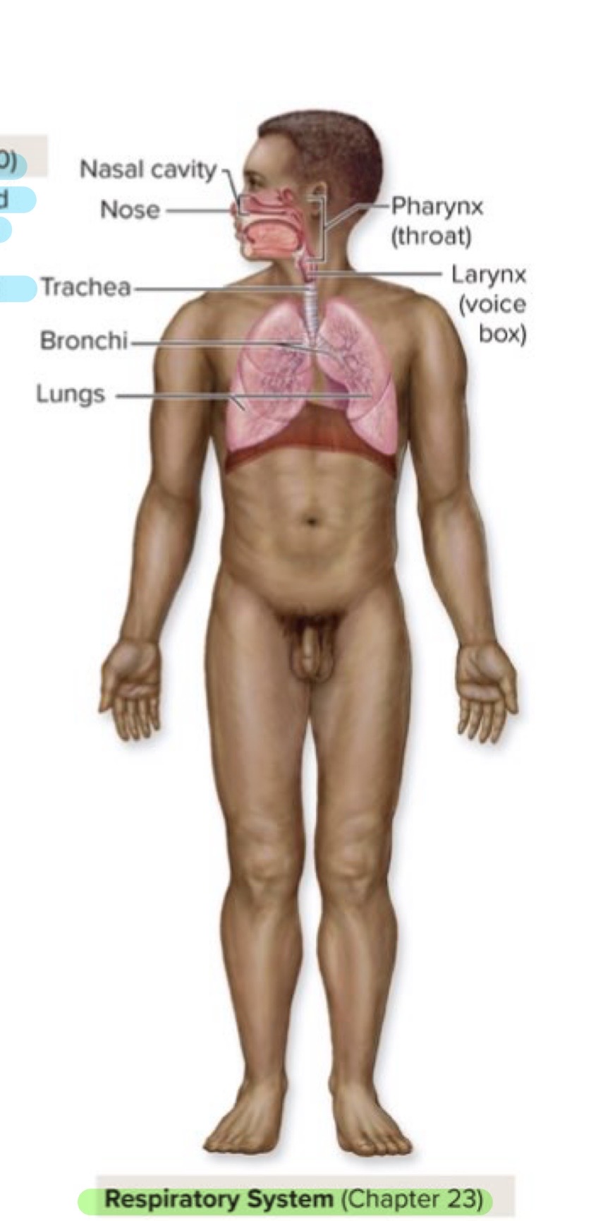 <p>Respiratory System</p>