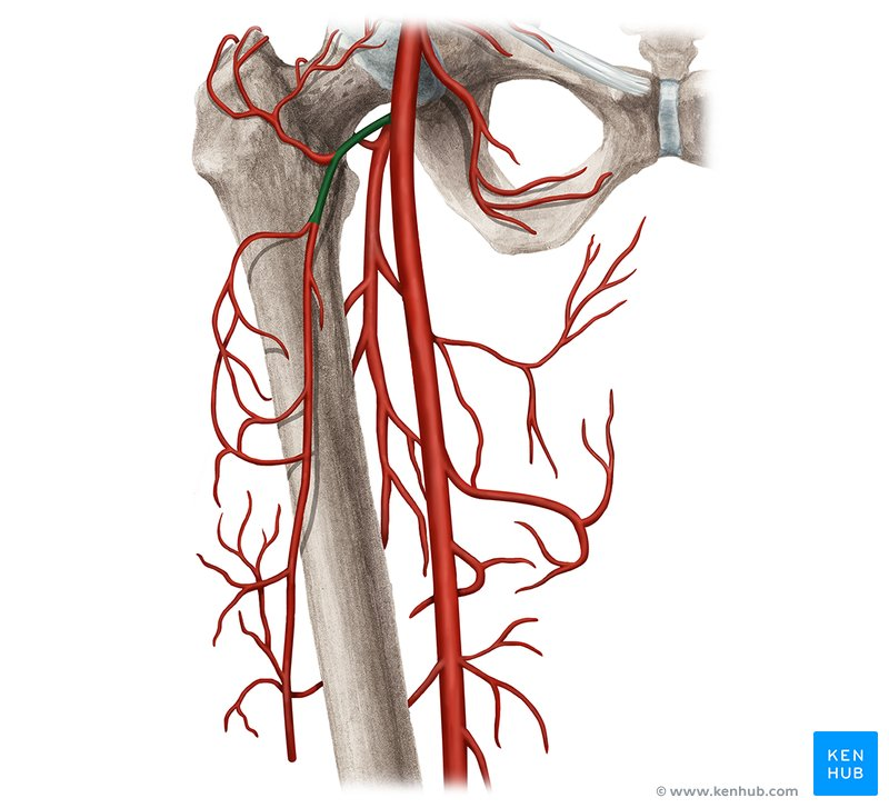 <p>upper femur, thigh muscles, knee, and joints of hip</p>