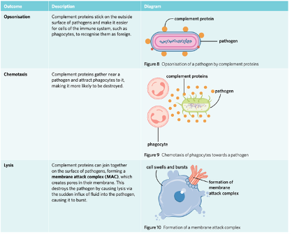 <p><span style="font-family: Aptos, sans-serif;">Circulate in the blood and can help kill foreign cells (bacteria). Found in body fluids in an inactive form and are activated as part of the innate immune response. Can also be activated by antigen-antibody complexes which are involved in the adaptive immune response. Activation results in an enzyme-triggered reaction that leads to the lysis of the invading pathogens.</span></p><p><span style="font-family: Aptos, sans-serif;"><strong>Complement proteins act in the following ways: </strong>Opsoniation<strong>, </strong>Chemotaxis<strong>, </strong>Lysis</span></p><p></p>