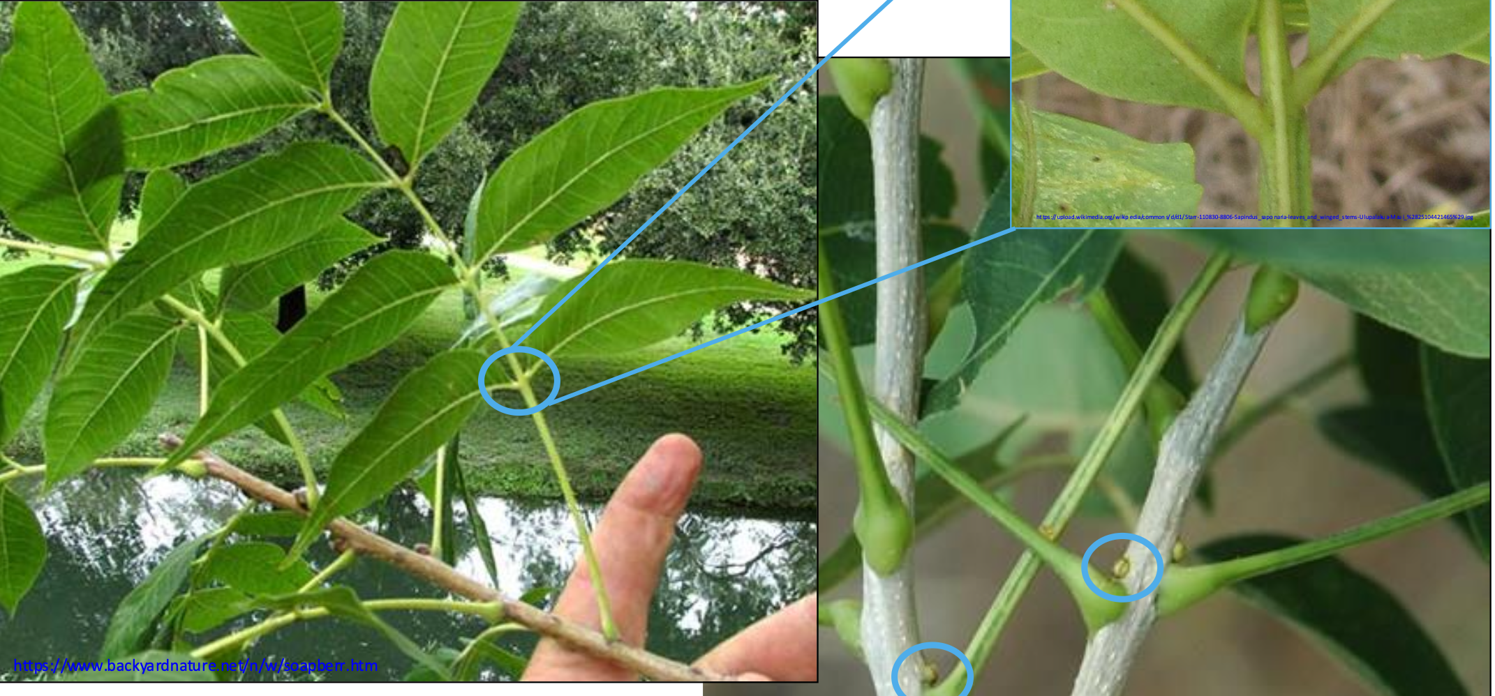 <p>This tree has</p>