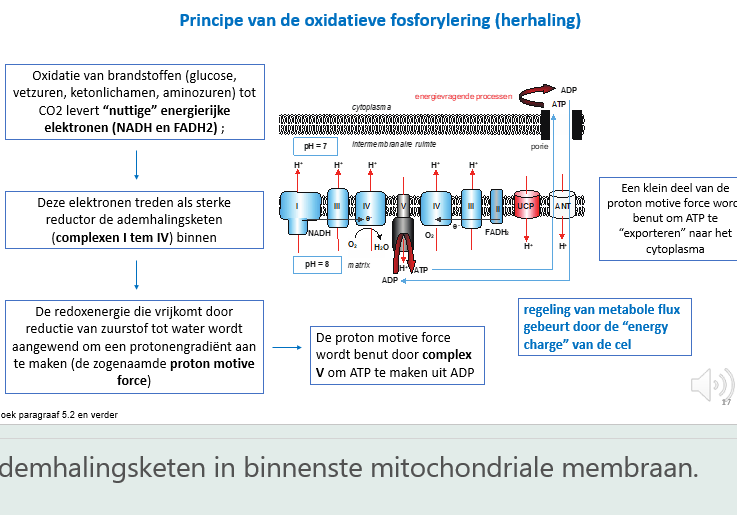 <p><span>Ademhalingsketen in binnenste mitochondriale membraan.</span></p><p style="text-align: left;"></p><p style="text-align: left;"><span>Opgeladen carriers met energierijke elektronen (NADH en FADH2) zullen hun geëxciteerd elektronen afgeven aan de ademhalingsketen.</span></p><p style="text-align: left;"><span>De elektronen geven beetje bij beetje hun energie af aan de complexen van de ademhalingsketen.</span></p><p style="text-align: left;"><span>De energie wordt gebruikt om protonen te pompen van matrix naar tussenmembraanruimte, waardoor de tussenmembraanruimte ene potentiaal krijgt.</span></p><p style="text-align: left;"><span>pH in tussenmembraanruimte < pH matrix</span></p><p style="text-align: left;"><span>Normaal zullen de protonen thv complex V (ATP synthase) terug naar de matrix schieten, waarbij de energie die ze dragen gebruikt wordt om ADP te fosrforyleren tot ATP.</span></p><p style="text-align: left;"><span>Zo moet het normaal bij de oxidatieve fosforylatie.</span></p><p style="text-align: left;"></p><p style="text-align: left;"><span>Wanneer er een porie geïntroduceerd wordt in de binnenste mitochondriale membraan (rood eiwit – uncoupling protein – UCP), zal de porie protonen terug naar de matrix laten doorschieten.</span></p><p style="text-align: left;"><span>De protonen passeren niet meer lange complex V, waardoor er helemaal geen ATP gemaakt wordt.</span></p><p style="text-align: left;"></p><p style="text-align: left;"><span>Als het UCP in de binnenste mitochondriale membraan zit, zal de verbranding van vetten, suikers, AZ’en… enkel leiden tot productie van warmte.</span></p>