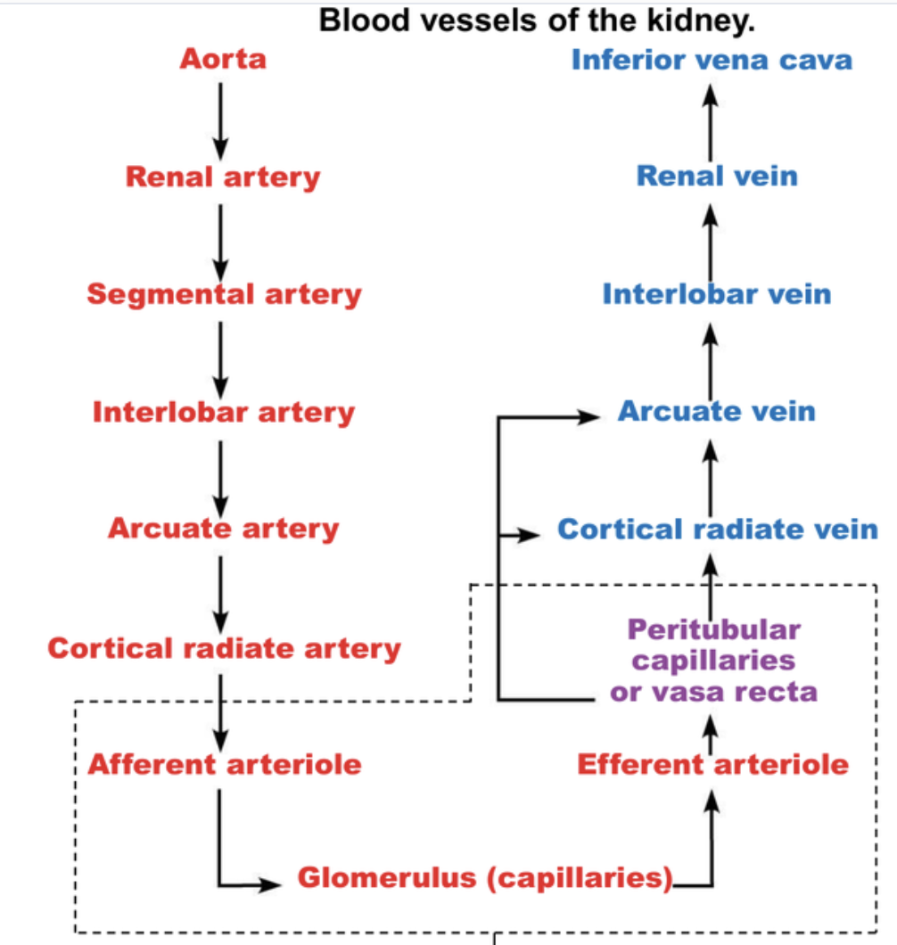 <p><strong>Blood out of the kidney</strong></p><p>Glomerulus → efferent arteriole → peritubular capillaries → cortical radiate vein → arcuate vein → interlobar vein → renal vein → inferior vena cava</p>