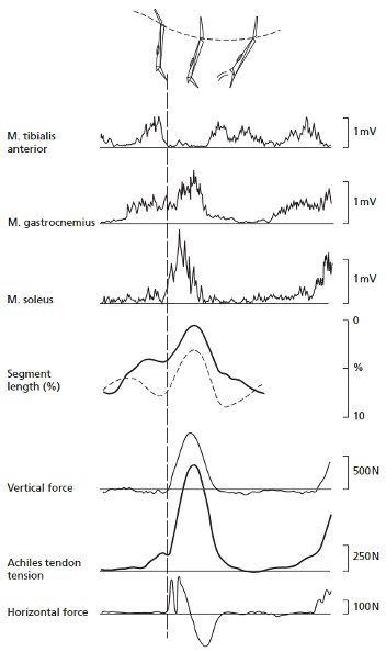<p>Most actions in sport are a combination of eccentric, isometric and concentric pattern of force production = stretch-shortening cycle</p>