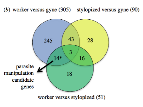 <p>What does this figure show (wasp paper)</p>