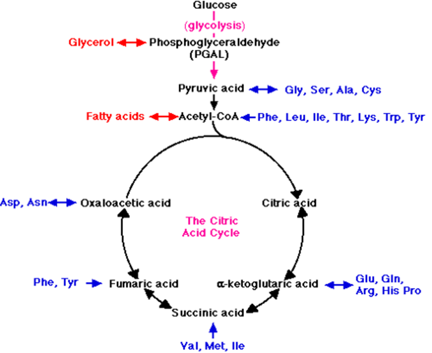 <p>Amino acids enter at various portions, depending on the amino acid in question.</p>