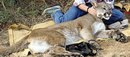 <p>Female mountain lion</p>