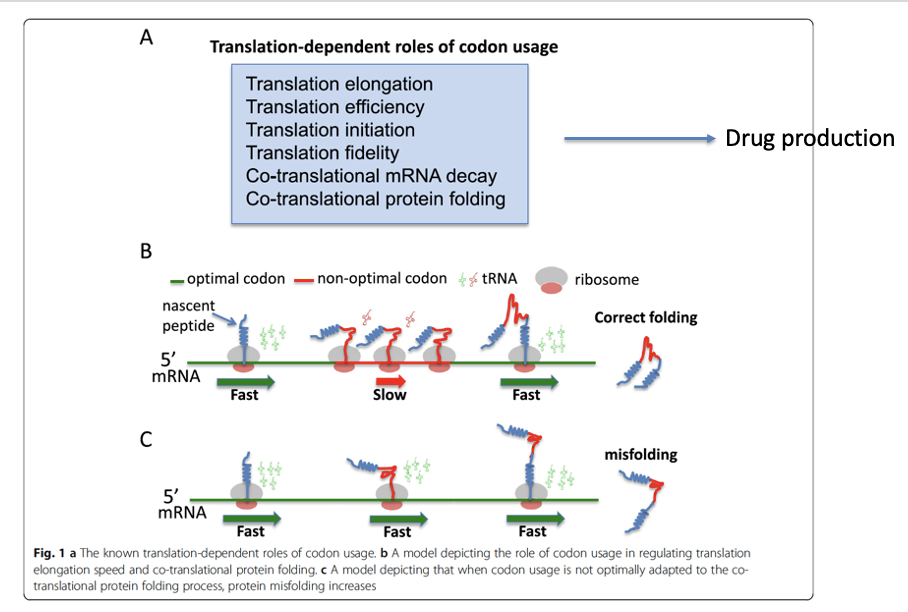 <p><span>Therefore,&nbsp;<em>frq</em>&nbsp;non-optimal codon usage should be a mechanism that allows the proper folding of FRQ by reducing translation rate in these predicted disordered regions.&nbsp; Synonymous aa differences in genome might still have effects!</span></p>