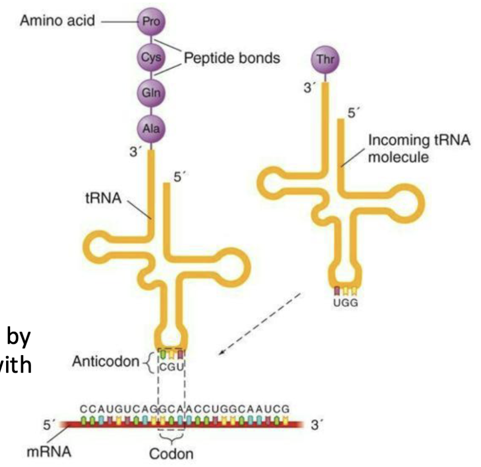 <ul><li><p>Ribosomes interact with mRNA and “charged” tRNA to assemble amino acids in a particular order</p></li><li><p>Anticodon of tRNA corresponds to codon in mRNA sequence</p></li><li><p>Amino acids delivered by tRNA are assembled with peptide bonds</p></li></ul><p></p>