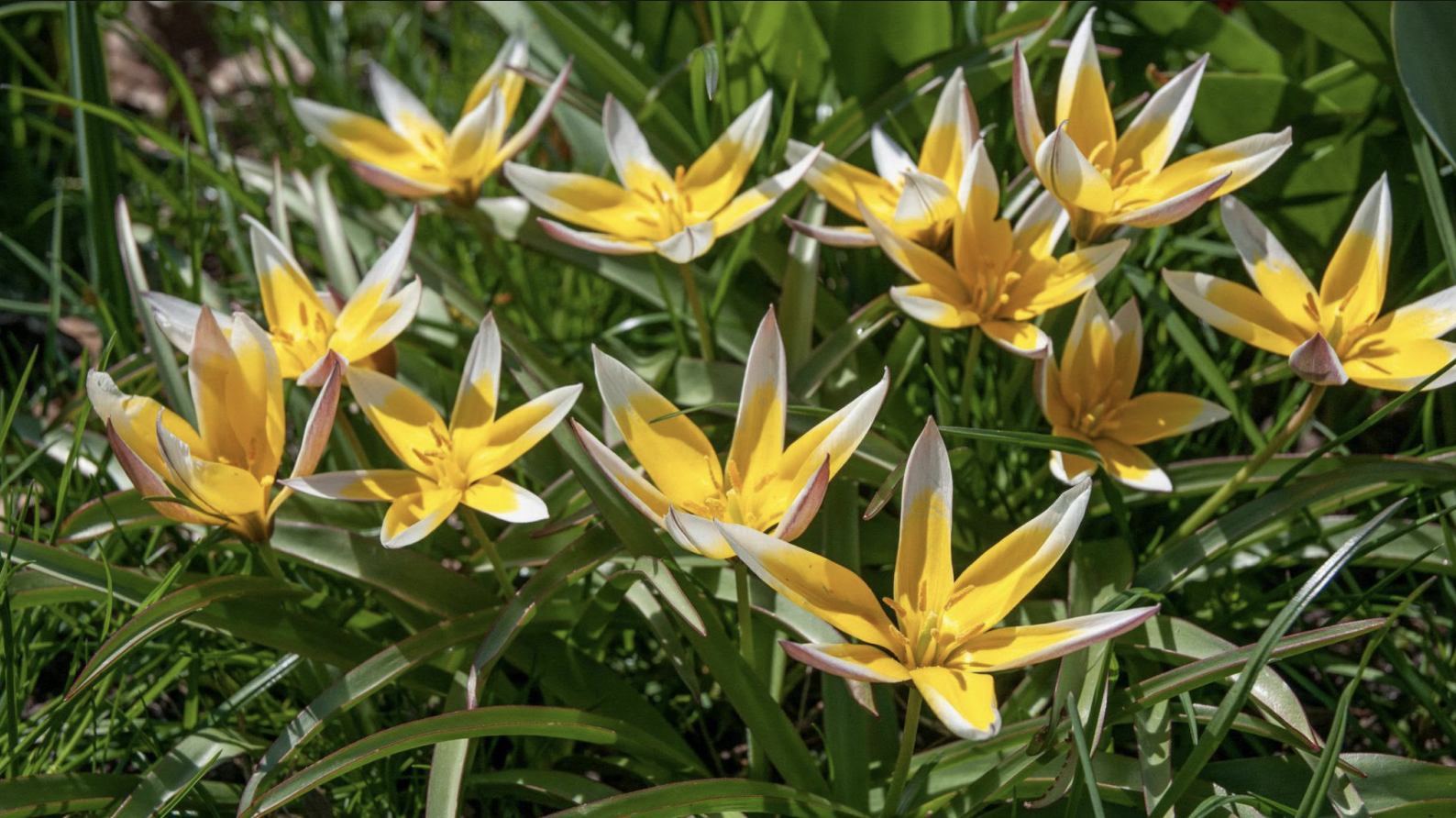 <p>Botanical tulip<br>star-shaped flowers<br>Bright white and yellow flowers</p>
