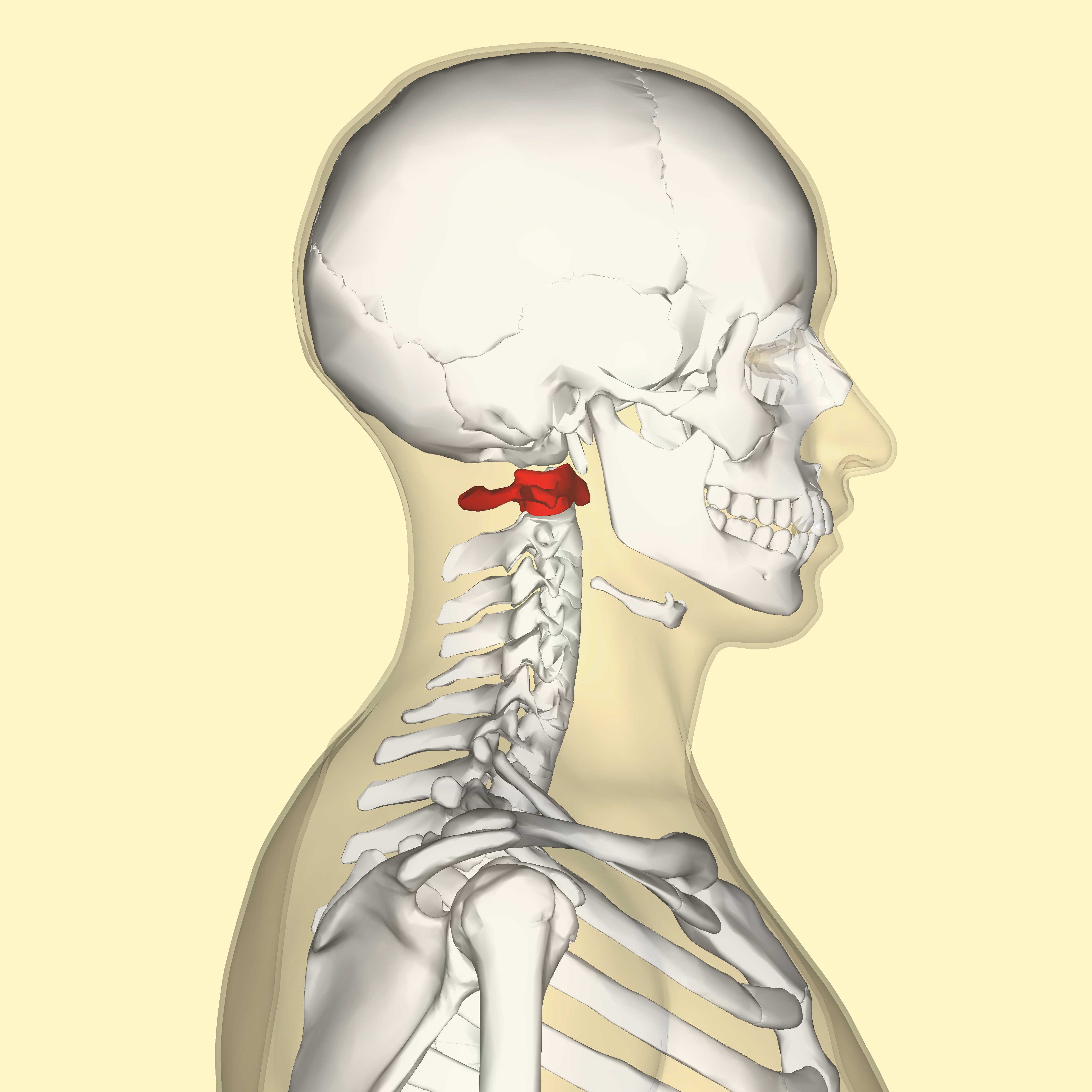 <p>Has two superior articular facets (fossae) to articulate with the condyles of the occipital bone of the skull; allows rocking of head from front to back (YES motion)</p>
