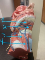 <p>#4</p>