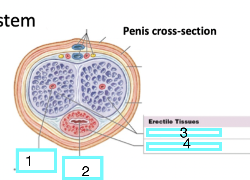 <p>what is 4</p>