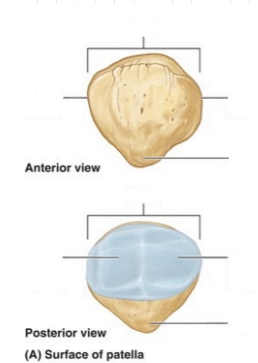 <p>on the posterior side of the patella, the indent that sort of bulges out to the side. will be the smaller facet of the 2. is the surface that articulates with the medial condyle of the femur</p>