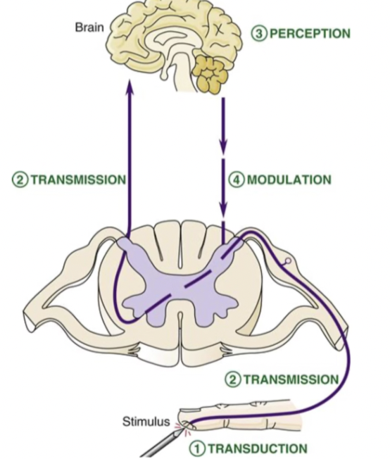 <p>What are the 4 steps of pain?</p>