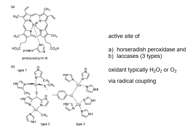 <p>not verry common</p><ul><li><p>horseradish peroxidase (HRP)</p><ul><li><p>catallyses compounds using with the help of H2O2</p></li><li><p>consist of Iron surrounded by a porphyrin ring</p></li><li><p>H2O2 oxidizes Fe to compound 1 which accepts é  from substrates generating radicals while going back to its original oxidation state</p></li></ul></li><li><p>laccases</p><ul><li><p>Cu based complexes that use molecular oxygen for the oxidation of compounds genrating water as a side product</p></li></ul></li></ul><p></p><p>—> polymerization via radical coupling</p><p></p>