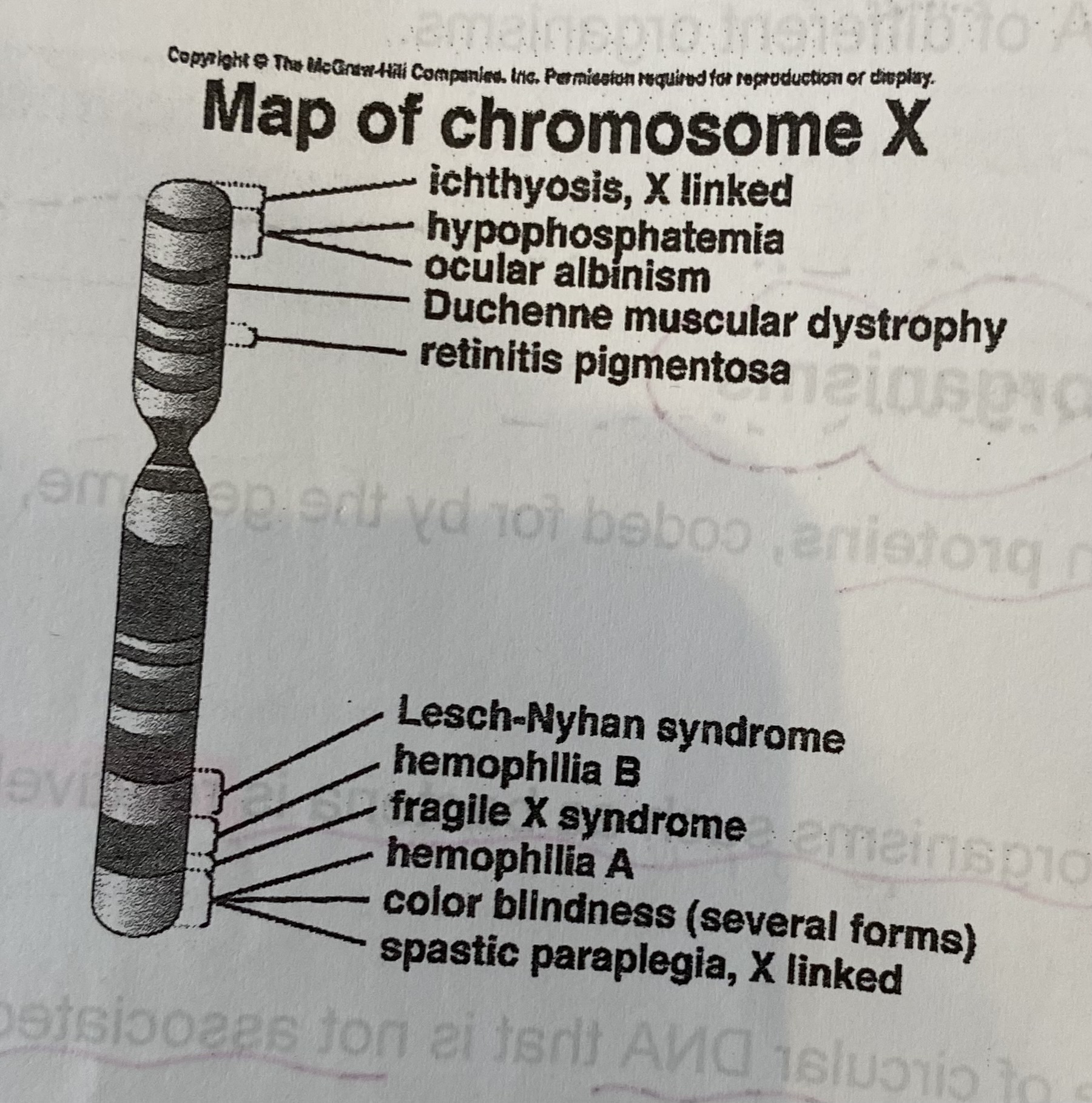 <p>Underway to identify all the proteins produced in humans</p><ul><li><p>Has produced a complete DNA sequence and mapped approximately 20,000 genes in the human genome, providing a map of gene loci on individual chromosomes</p></li><li><p>Took 13 years to complete</p></li><li><p>Non-coding DNA and presence of regulatory genes means that knowledge of the genome cannot easily be translated into the proteome</p></li><li><p>Currently thought that only approx 1.5% of human genome consists of coding DNA </p></li></ul><p></p>