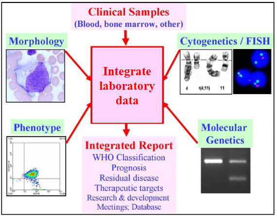 <p>Four main test types:</p><p>1. Look: microscope</p><p>2. Blood "groups"</p><p>3. Chromosomes</p><p>4. DNA</p><p>.</p><p>- all are important</p><p>- al done individually</p><p>- all take time</p><p>- Information provides the diagnosis, prognosis, treatment</p>