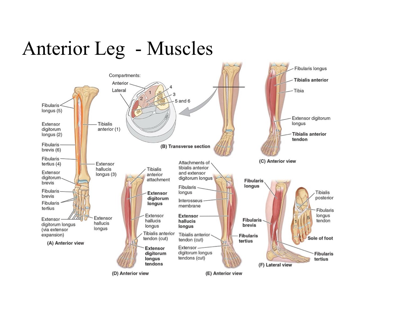 <ul><li><p><strong>PA: </strong>Middle part of fibula & interosseous membrane</p></li></ul><p></p><ul><li><p><strong>DA: </strong>Base of distal phalanx of great toe (Hallux)</p></li></ul><p></p><ul><li><p><strong>N: </strong>Deep Fibular Nerve</p></li></ul><p></p><ul><li><p><strong>A: </strong>Extends great toe + Dorsiflexes ankle joint</p></li></ul><p></p>