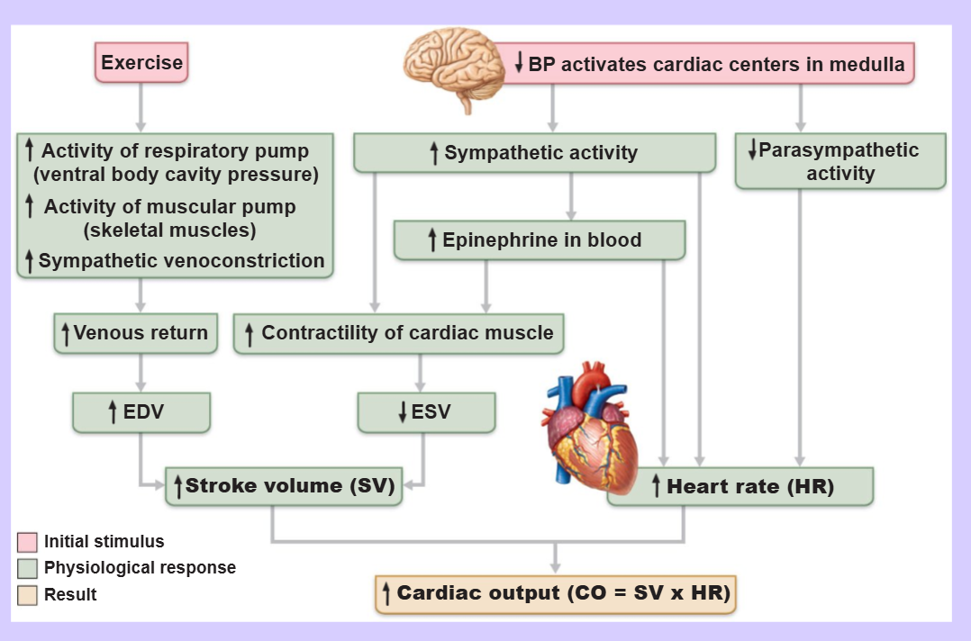 <p>the cardioacceleratory center of the medulla oblongata</p>