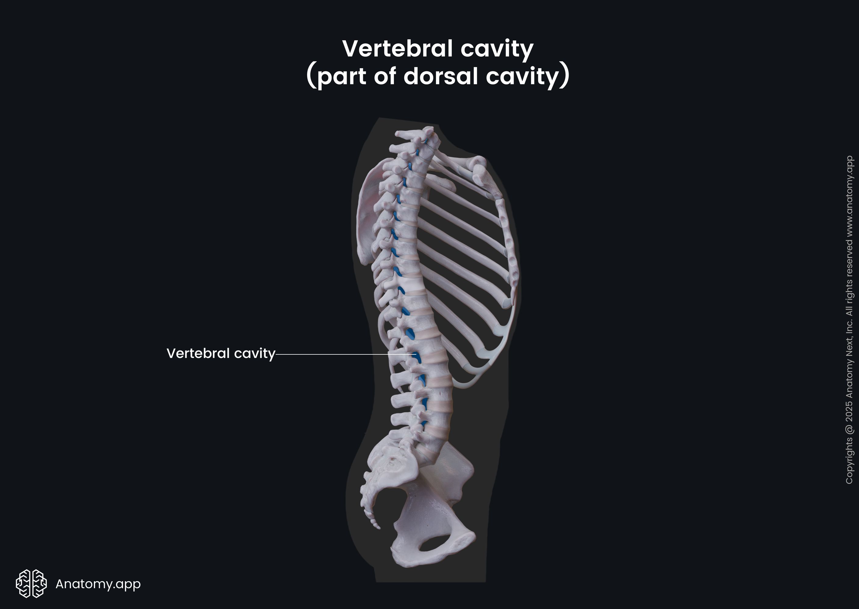 <p>surrounds the spinal cord lies within the bony vertebral column </p>