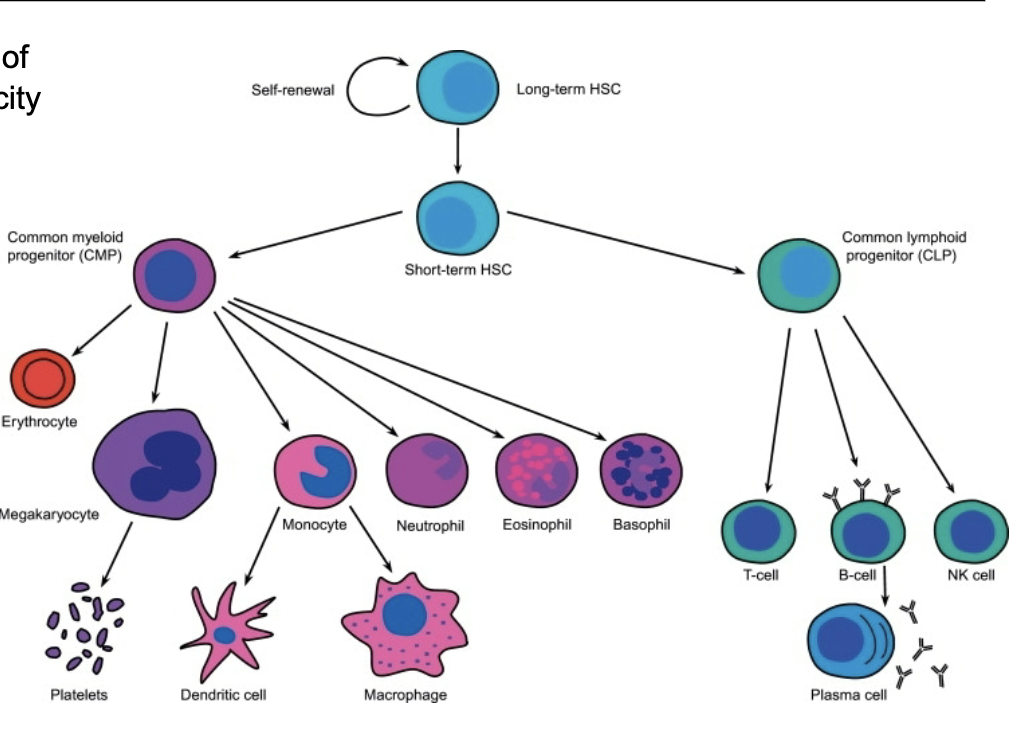 <p>Cell division produces two daughter cells:</p><p>- One maintains stem properties (self- renewal)</p><p>- One differentiates to give rise to committed progenitors</p>