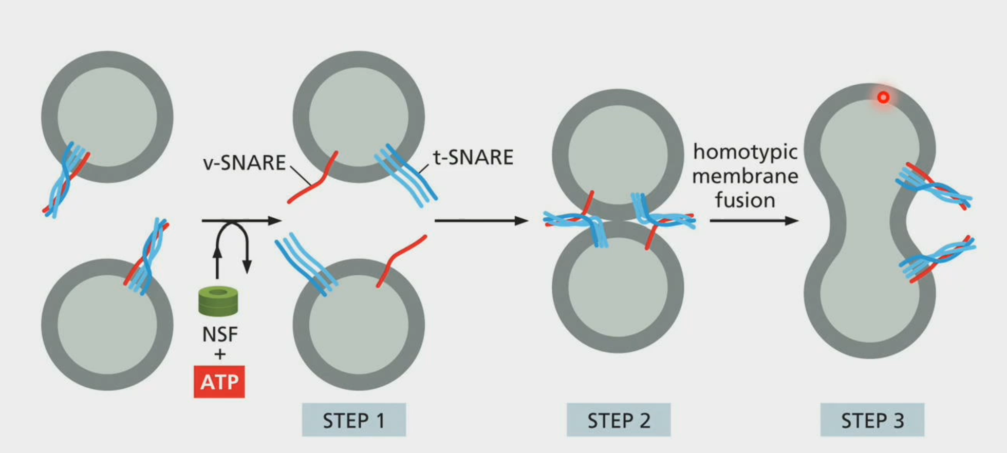 <p>ERGICs are made of … (3)</p>