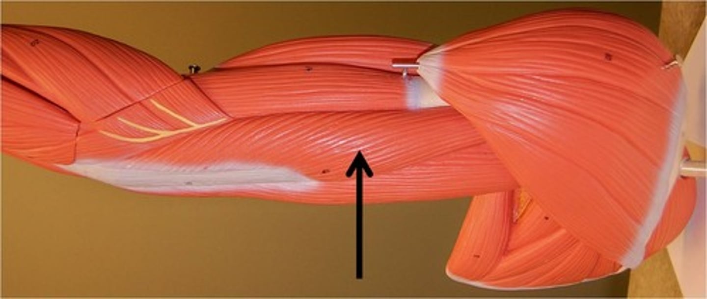 <p>Action - extends forearm</p>