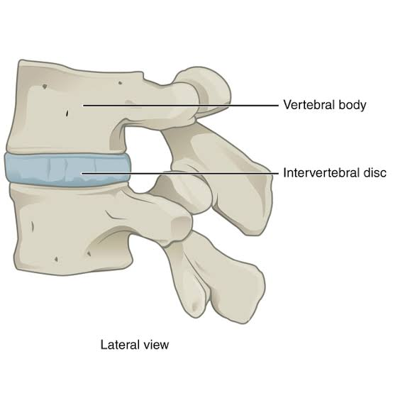 <p>[Cartilaginous Joints]</p><p>Symphysis</p>