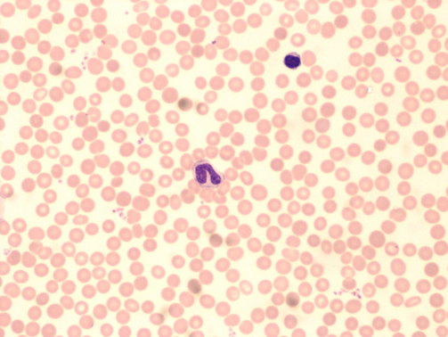 <p>Tissue:</p><p>Cell(s):</p>