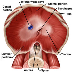 <p>allows the aorta and thoracic duct to pass through</p>