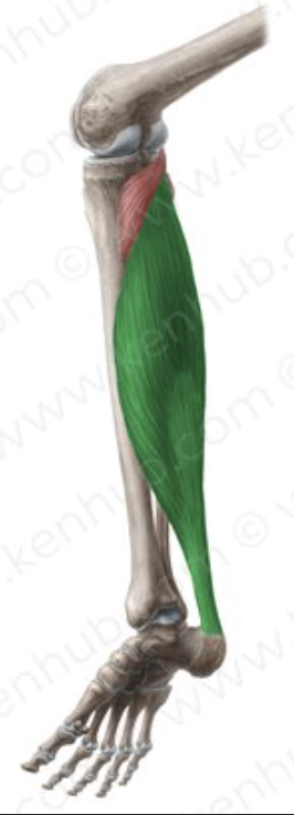 <p>Plantar flexes foot.</p>