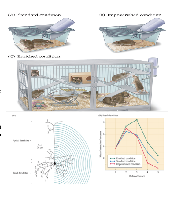 <p><strong>1. Impoverished condition</strong></p><ul><li><p><span><strong>Least stimulation</strong></span></p></li><li><p><span>Animal is <strong>alone</strong>, minimal toys, minimal sensory input</span></p></li><li><p><span>Leads to <strong>smaller cortex</strong>, fewer synapses, weaker learning</span></p></li></ul><p><strong>2. Standard condition</strong></p><ul><li><p><span><strong>Normal environment</strong></span></p></li><li><p><span>Several animals together, basic stimulation</span></p></li><li><p><span>Baseline brain development</span></p></li></ul><p><strong>3. Enriched condition</strong></p><ul><li><p><span><strong>High stimulation</strong></span></p></li><li><p><span>Many animals together, toys, tunnels, exercise wheels, changing environment</span></p></li><li><p><span>Leads to <strong>thicker cortex</strong>, more synapses, better learning and memory</span></p></li></ul><p></p>
