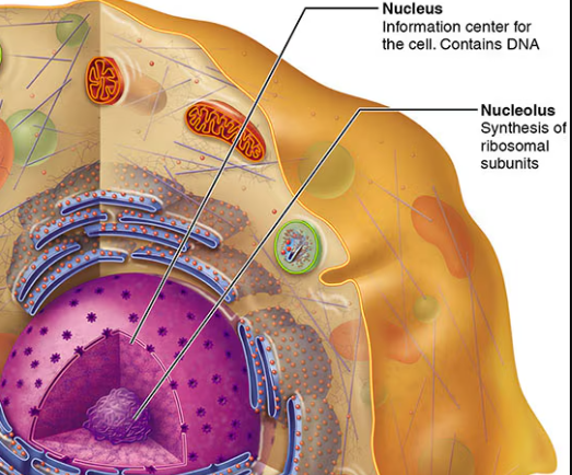 <p>Nucleus</p>